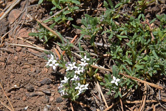 Pygmy Bluet grows in tuft-like clumps, has slender linear leaves and blooms from May to October. Houstonia wrightii